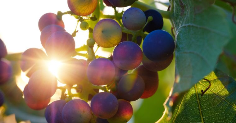 grappes vin sulfite Bordeaux
