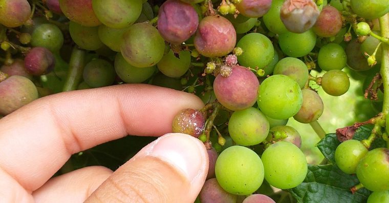 Illustration de l'article Gironde : 90% des vignes touchées par le mildiou