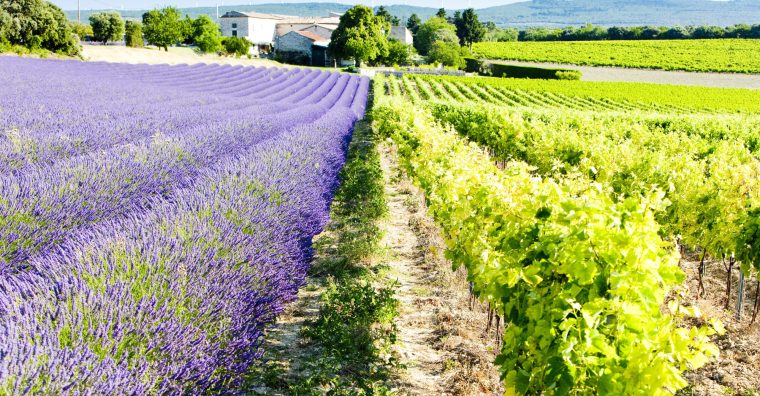 Illustration de l'article Tendances Vins : Dégustez la Provence au pluriel