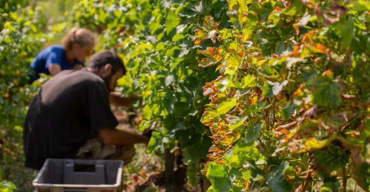 Illustration de l'article Bordeaux Sciences Agro fait évoluer son mastère spécialisé « manager dirigeant de domaines viticoles »
