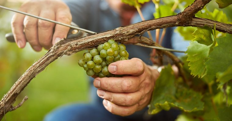 Illustration de l'article La viticulture, premier employeur de saisonniers agricoles en Nouvelle-Aquitaine