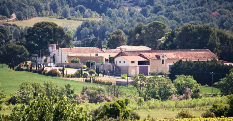 Illustration de l'article Piquepoul : un cépage transcendé