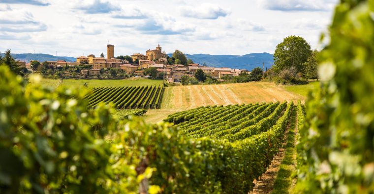 Illustration de l'article Beaujolais : le retour en grâce