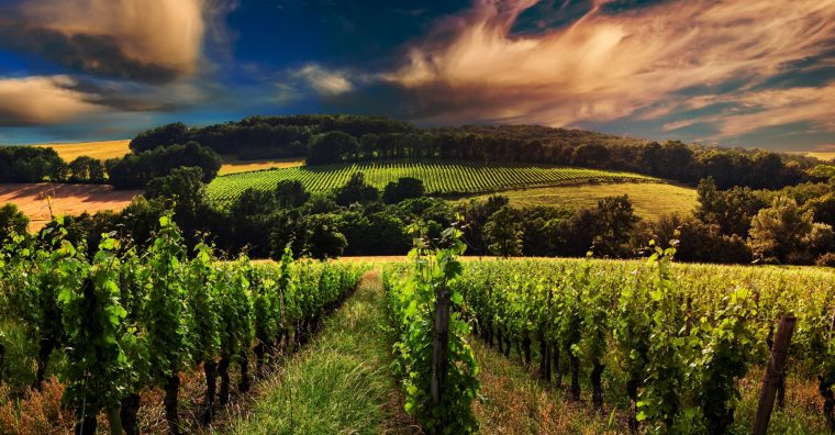 Illustration de l'article Gironde : Le préfet réunit la filière viticole en crise