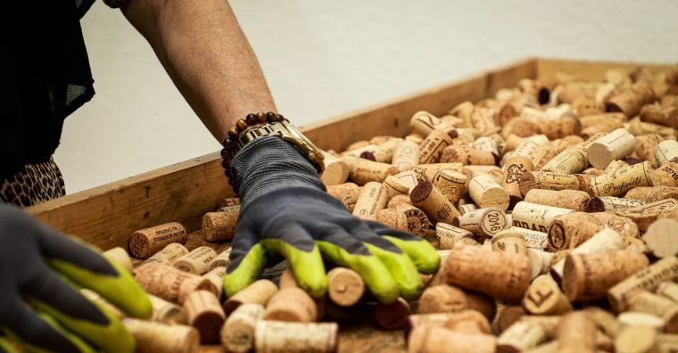 Illustration de l'article Eysines : ÉcoBouchon d’Amorim, le liège vertueux