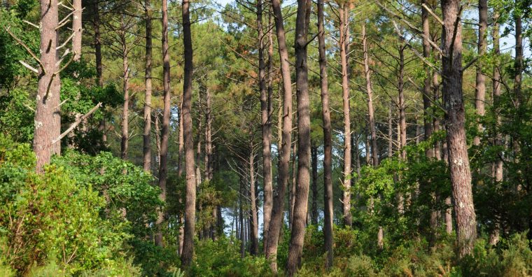 Illustration de l'article Le syndicat des sylviculteurs du Sud Ouest face à la crise sanitaire