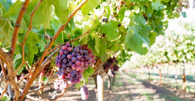 Illustration de l'article Appel de Bordeaux : La filière viticole s’unit face à l’urgence