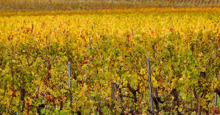 Illustration de l'article En Gironde, un dispositif d&rsquo;intervention foncière pour restructurer le vignoble