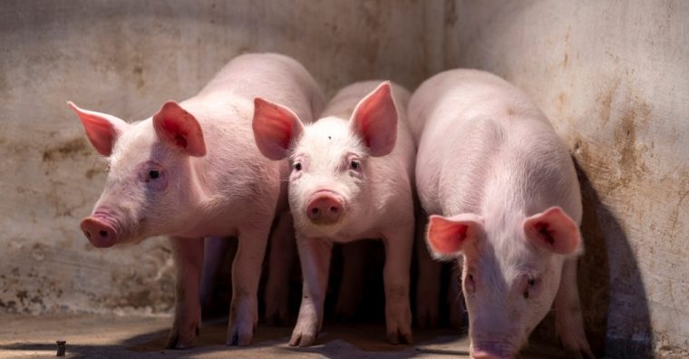 Illustration de l'article Libourne : Ceva Santé Animale acquiert l’espagnol Aquilón CyL.SL