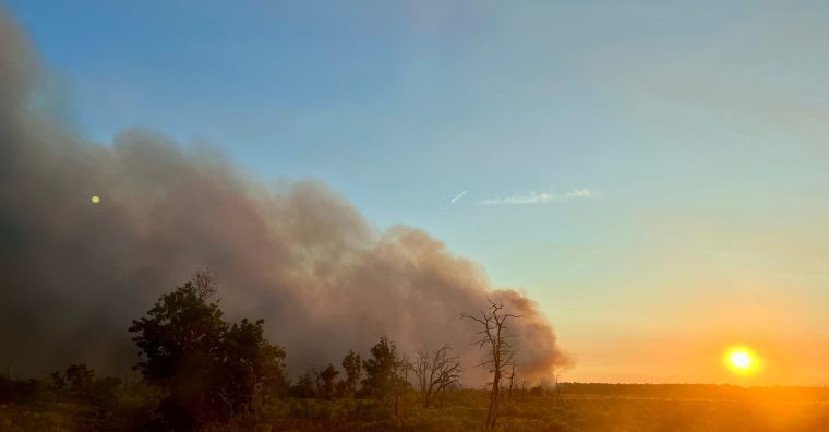 Illustration de l'article Une collecte d’urgence pour les forêts de Gironde et des Landes
