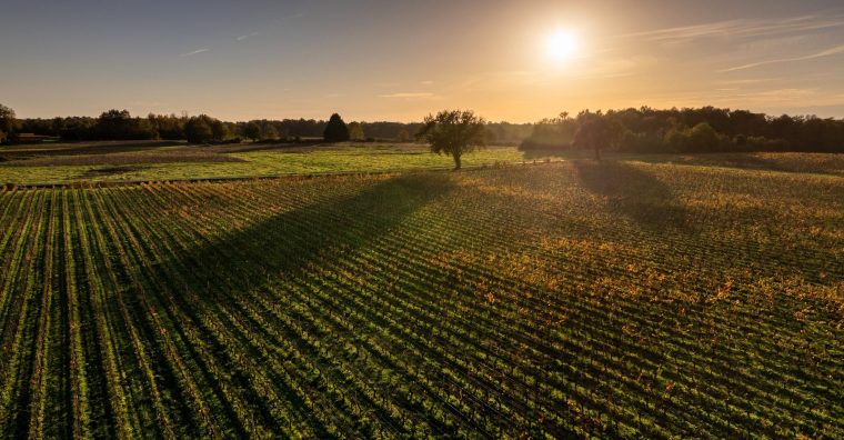 Illustration de l'article En Gironde, les viticulteurs s&rsquo;adaptent face aux coups de chaud