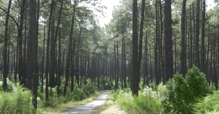 Illustration de l'article Massif des Landes de Gascogne : Fibois mobilisée