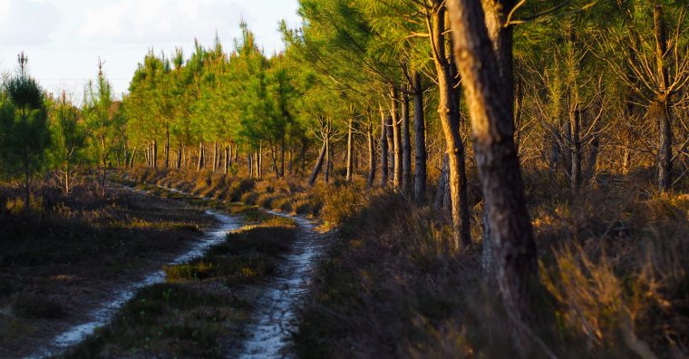 Illustration de l'article Les demandes des sylviculteurs du Sud-Ouest pour garantir l’avenir de la forêt