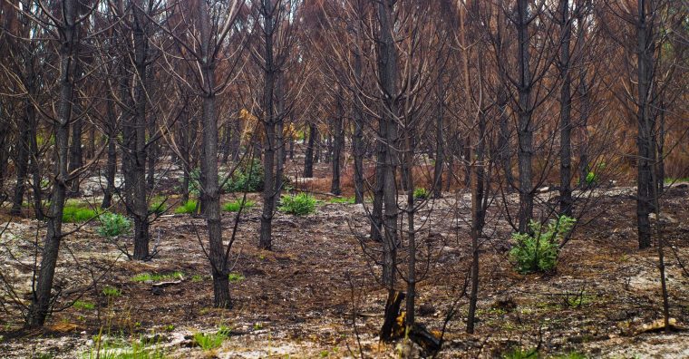 Illustration de l'article Quelles aides pour les sinistrés de l’incendie de Saumos ?